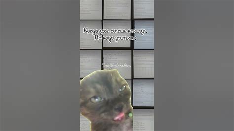 #мем#мемы #жиза #тренды #котики #сессия #учеба #школа #надоело # ...