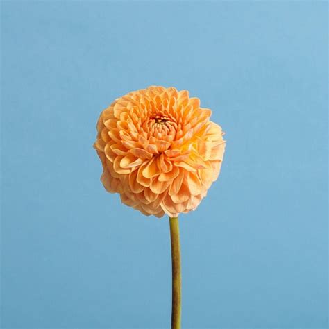 Pom Pom Dahlia Floom