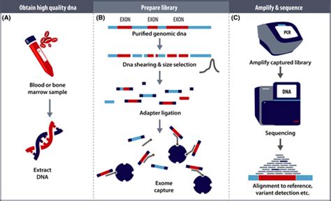 A Decade With Whole Exome Sequencing In Haematology Hansen