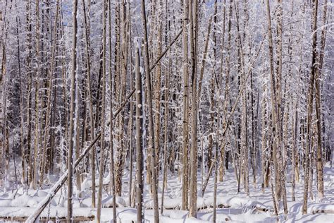 Yellowstone in Winter - Wayfarers