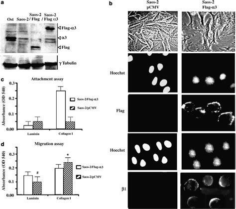 Effects Of 31 Integrin On Collagen And Laminin Attachment A Saos 2