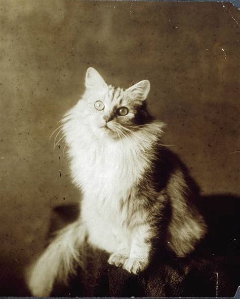 Adorable Vintage Cats Who Will Satisfy Your Old Soul Vintage Cat