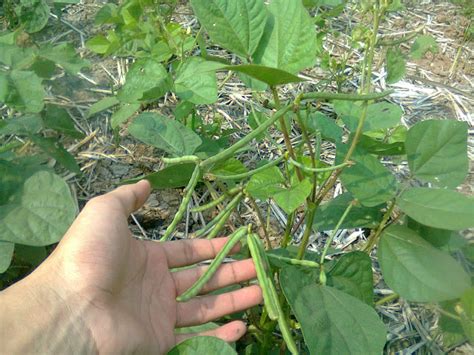 Cara Budidaya Kedelai Organik Di Sawah Agar Lebih Menguntungkan Guru