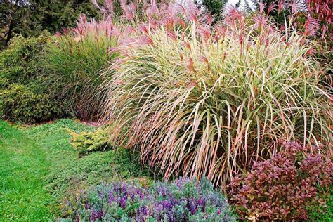 Top Plants That Thrive In Clay Better Homes Gardens