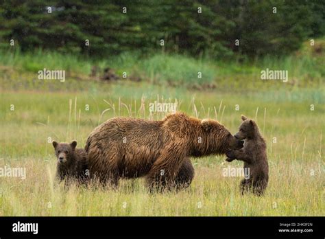 USA Alaska Lake Clark National Park Grizzly Bear Sow And Cubs In