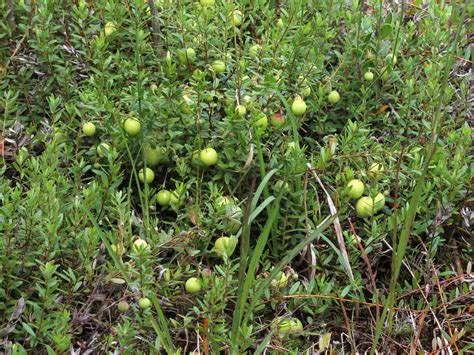 Vaccinium Macrocarpon American Cranberry Bearberry Cranberry Large