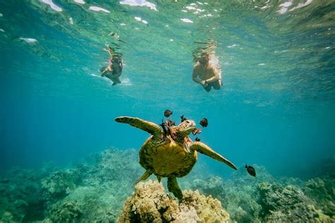 Cratera Molokini E Mergulho Snorkel Na Cidade Das Tartarugas