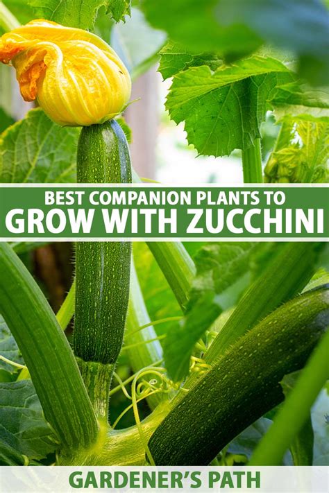 20 Zuccini Companion Plants Reccerebekka