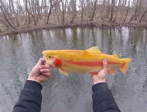 Inc Palomino Trout Trout Trout Fishing Fish