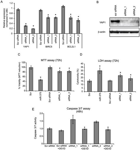 Sirna Knock Down Of Yap Reduces Both Mrna And Protein Expression In