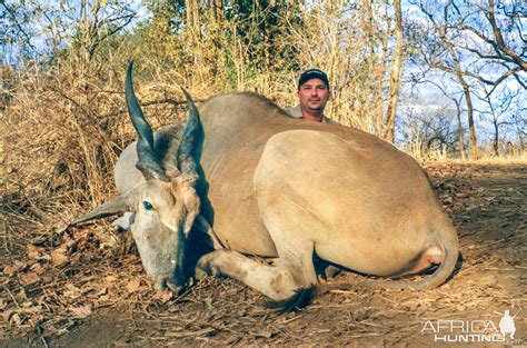 Eland In Zimbabwe