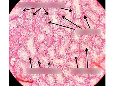 Testis Microscope Slide