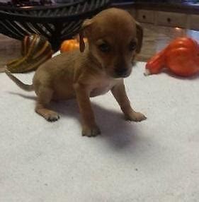 ADORABLE CHIWEENIE PUPPIES for Sale in Houston, Texas Classified | AmericanListed.com