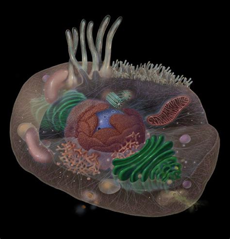 Cytoskeleton And Plasma Membrane Diagram Quizlet