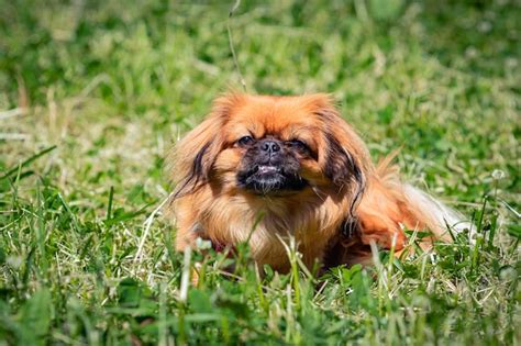 Premium Photo Pekingese Portrait Of A Happy Dog In The Grass On A