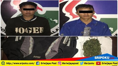 Dua Pemuda Di Pagaralam Ini Ditangkap Saat Bawa Ganja Satu Paket Besar