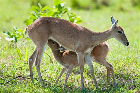 Pampas Deer | Natural Atlas