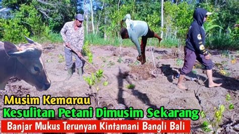 Musim Kemarau Kesulitan Petani Dimusim Sekarang Banjar Mukus