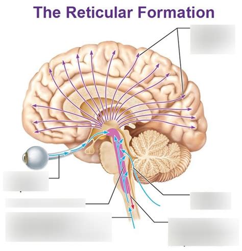 Reticular Formation And Consciousness Diagram Quizlet