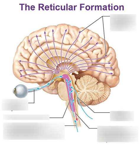 Reticular Formation and Consciousness Diagram | Quizlet