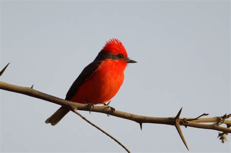 Vermilion Flycatcher