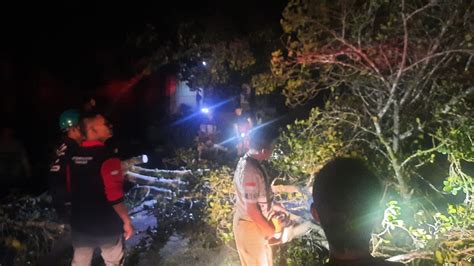 Pohon Tumbang Ke Jalan Listrik Padam WASPADA