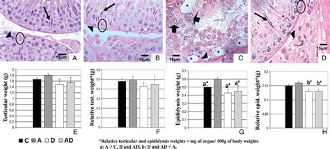 Photomicrographs Of Testicular Cross Sections And Data Obtained From