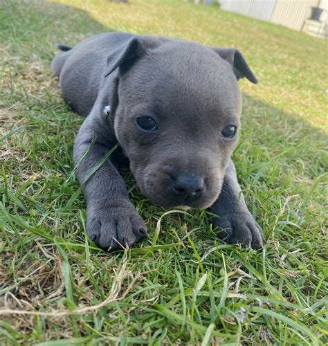 Blue English Staffys Port Macdonnell Petsforhomes