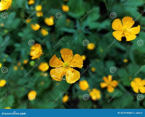 Beautiful Yellow Flowers Stock Image Image Of Wildflower 257918469