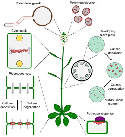 Update: Callose synthesis in plant development – an evolutionary ...