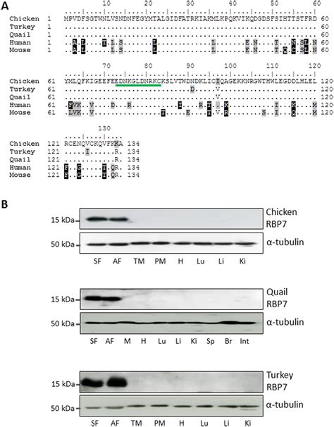 Comparative Analysis Of Rbp7 Sequence And Protein Expression In Avian