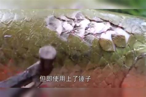 这鱼什么“野路子”？鳞片堪比“铜皮铁骨”，想吃必须用上铁锤 铁骨 鳞片 什么