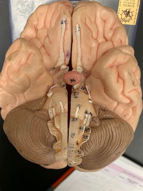 Brain Cranial Nerve Diagram Diagram Quizlet