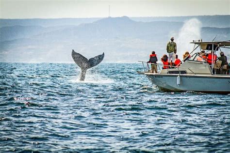 Piura Apuesta Por El Avistamiento De Ballenas Para Reactivar El Turismo