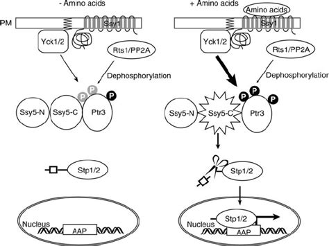 A Model For The Regulation Of The Sps Sensing Pathway In Yeast Amino