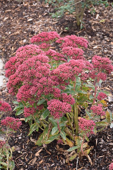 Munstead Dark Red Stonecrop Sedum Telephium Munstead Dark Red In