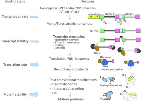 2 Key Control Steps For The Expression Of Recombinant Proteins In Download Scientific Diagram