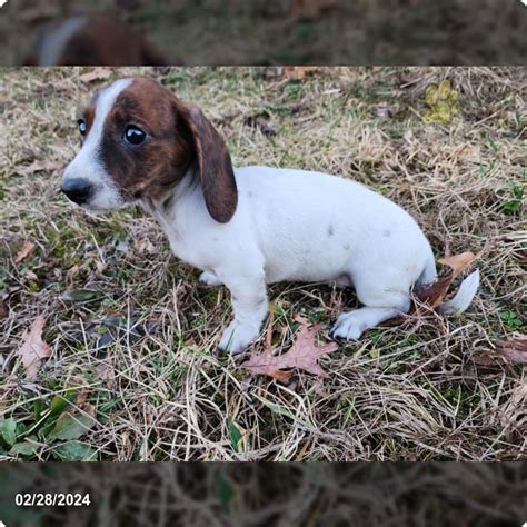 Zola Brindle - Dachshund Puppy for Sale in York, PA | Lancaster Puppies