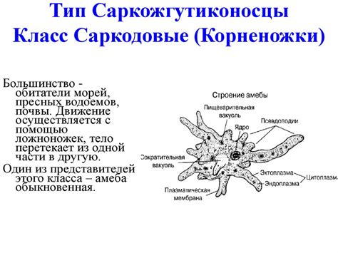 Простейшие. Корненожки. Радиолярии. Солнечники. Споровики - online ...