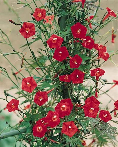 red flowers are growing in a pot outside