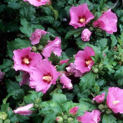 Althea, Aphrodite - Campbell's Nursery