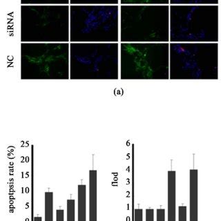 Marcks Knockdown Reduces Tnf Induced Apoptosis A Marcks In The