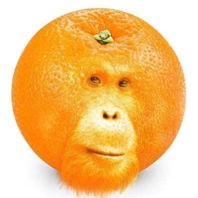 brainrot animals ideas animals animal mashups photoshopped animals