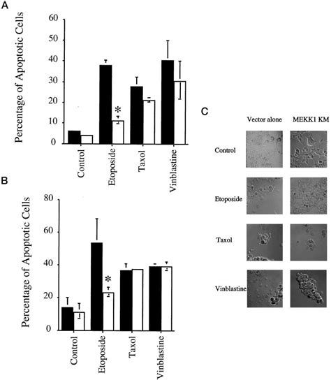 Apoptosis Of Hek Cells Expressing Kinase Inactive Mekk Following