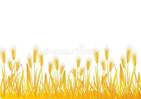 Wheat Field Stock Vector Image Of Autumn Growth Illustration 15855844