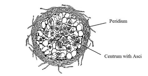 Ascomycota Labeled