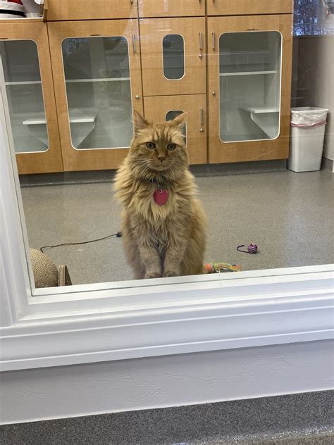 Pet Boarding In Shrewsbury Community Animal Hospital