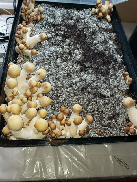 First Grow Unusual Growth Pattern How To Harvest Mushroom