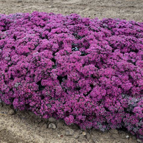 Sedum Plants Ultimate Growing Care Guide Proven Winners