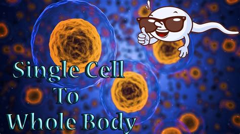 How Does A Single Cell Become A Whole Body Human Cell Development